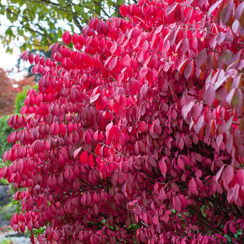 4 Dwarf Burning Bush Bare Roots, Red Burning Bush Shrub, Hardy Ornamental Shrub 5-10 Inches, No Ship to NY, NH, MA, VT