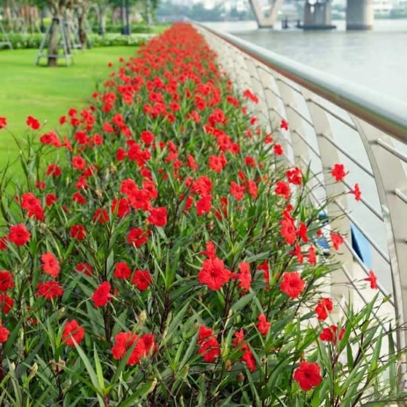 Set 6 Random Mexican Petunia Plants Live, Perennial Outdoor Growing, Startrer Size 4-6" in Tall, Long Blooming Season, Landscapes, Borders, Ground Cover