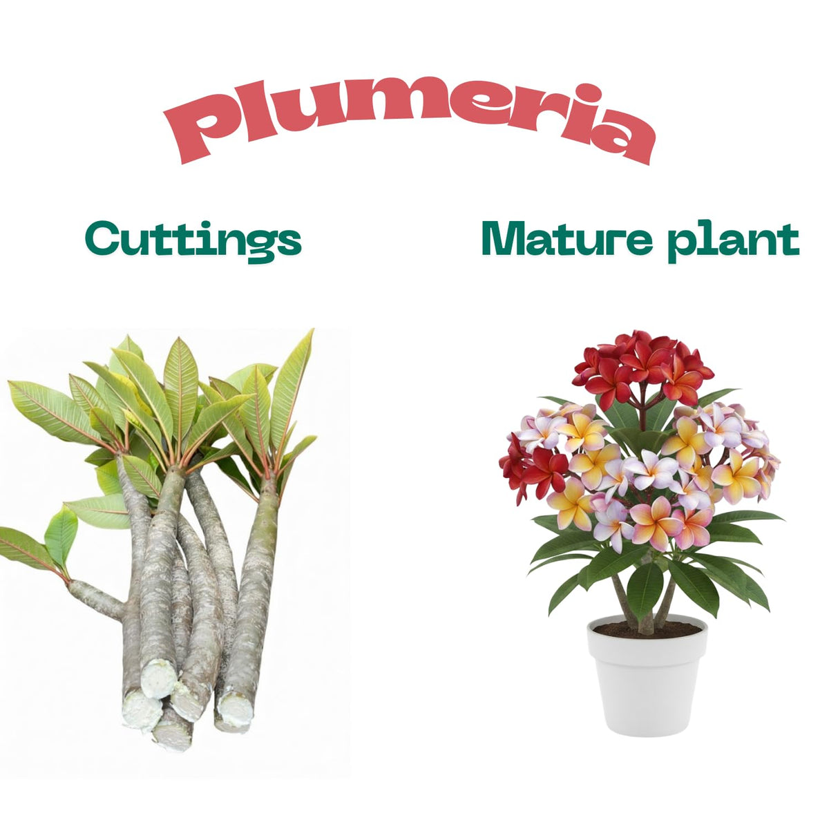 2 Plumeria Cuttings, Plumeria Frangipani Cutting for Planting Outdoor, Hardy, Fragrant Flowering Plants (Deep Pink Flowers)