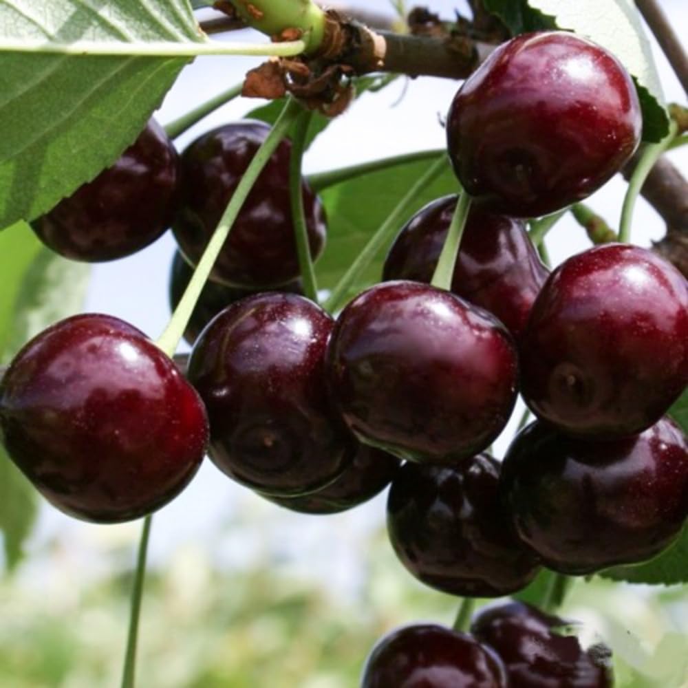 2 Black Cherry Trees Live Plants, 1-1.5 Feet Tall, Bare Root Dormant Sweet Cherry Fruit Trees for Outdoor Planting, Cold Hardy