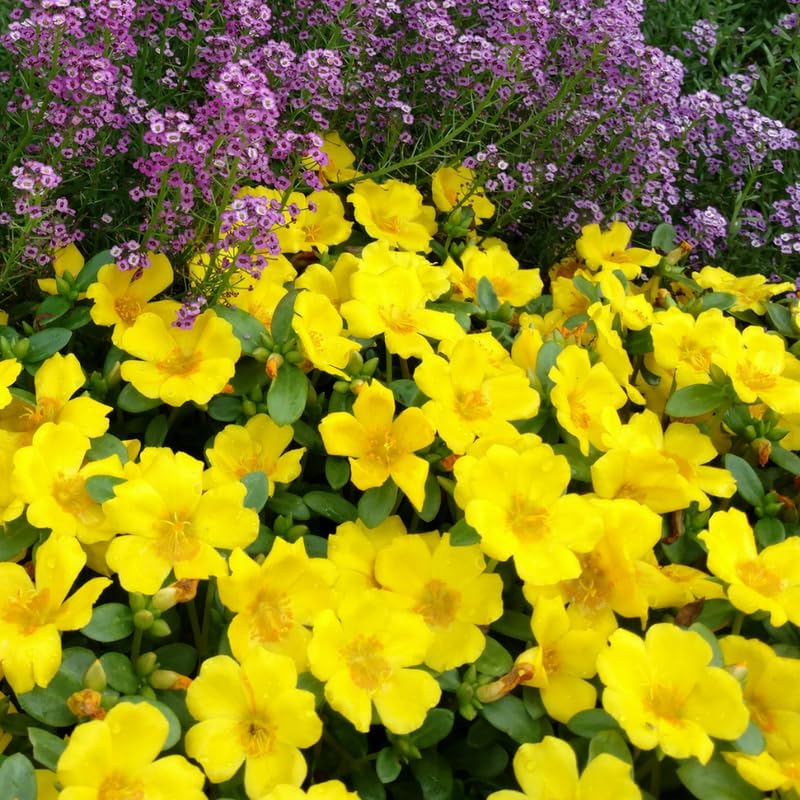 4 Yellow Moss Rose Plants Live, Portulaca Ground Cover Flowers, 4-6 Inch Tall Plants for Garden or Containers