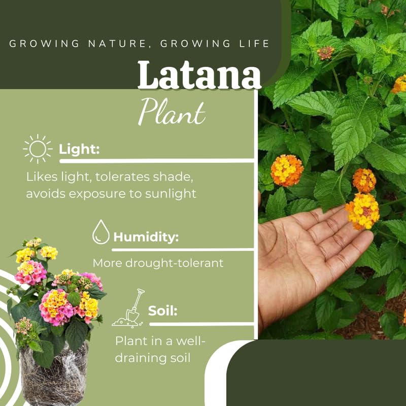 3 Lantana Plants Live, Pink Yellow Lantana Flower Live Plant, Colorful Perennial Flower Garden, 4 to 7 Inches