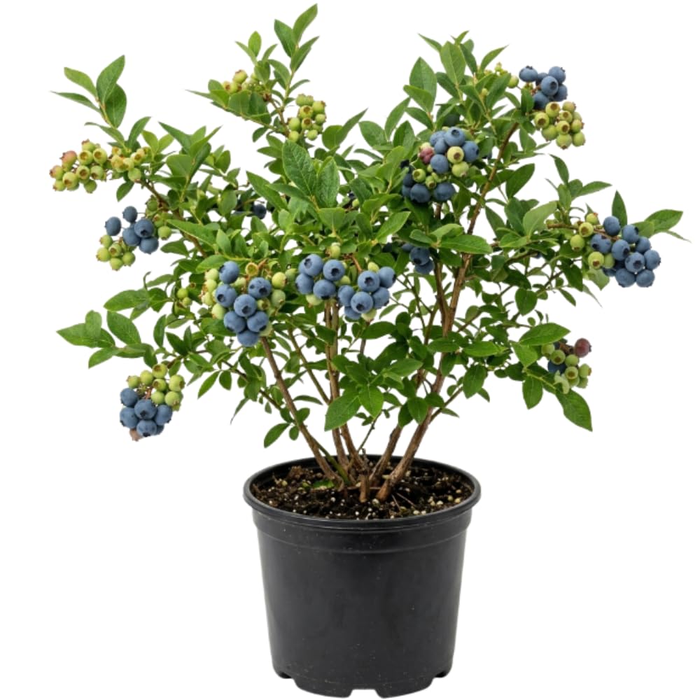 Blueberry Plant in 1 Gallon Pot, 1-2 Ft Tall Blueberry Fruit Bush, Sweet Edible Berry Plant, Outdoor Garden Shrub - Easy Grow Berry Plant, No Ship to CA