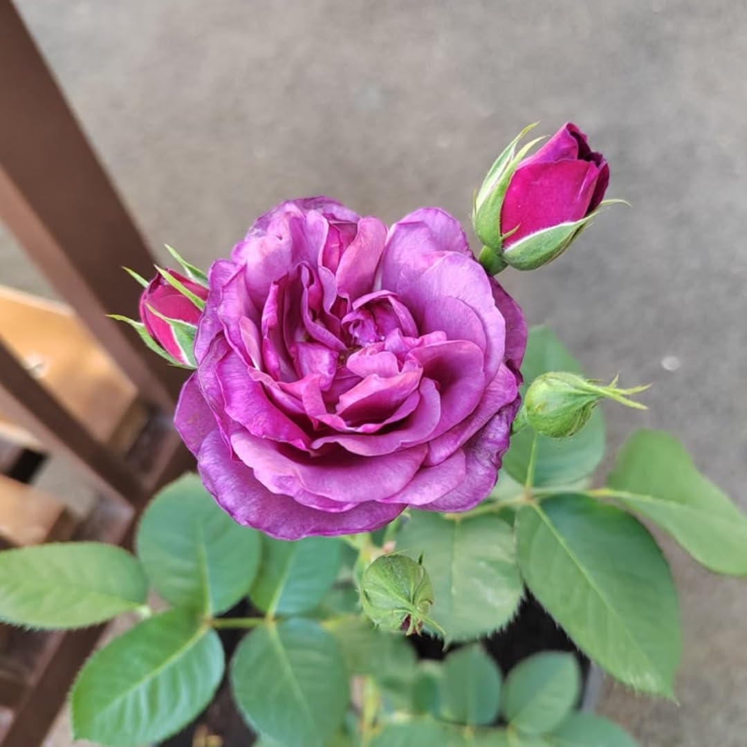 Live Purple Rose Plant for Planting, Hardy Flowering Plant, Rose Flowering Shrub in 3 Gallon Pot for Containers, Landscapes, and Backyard Gardens, No Ship to CA