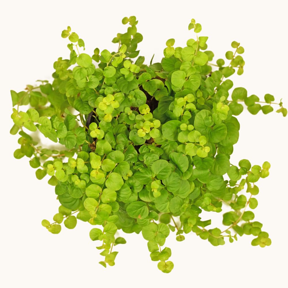 Set 2 Creeping Jenny Live Plant, Starter Plant from 1 to 3 Inches Tall for Groundcover, Vibrant Foliage, Ready for Planting