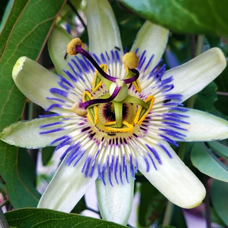 2 Mix Passion Flower Plants, 4-8'' Tall Red Passiflora Plant Vine for Planting, Vibrant Passion Flower Starter Plant for Home Garden and Containers, Well Rooted to Grow