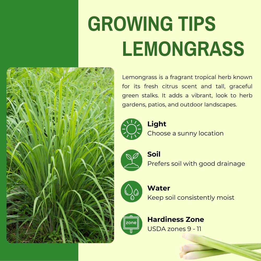 Lemon Grass Live Plant, Lemongrass Plant, 1 Gallon Pot, 1 Feet Tall, Well Rooted, Herb for Indoor Outdoor Growing, 5 Plants in Pot