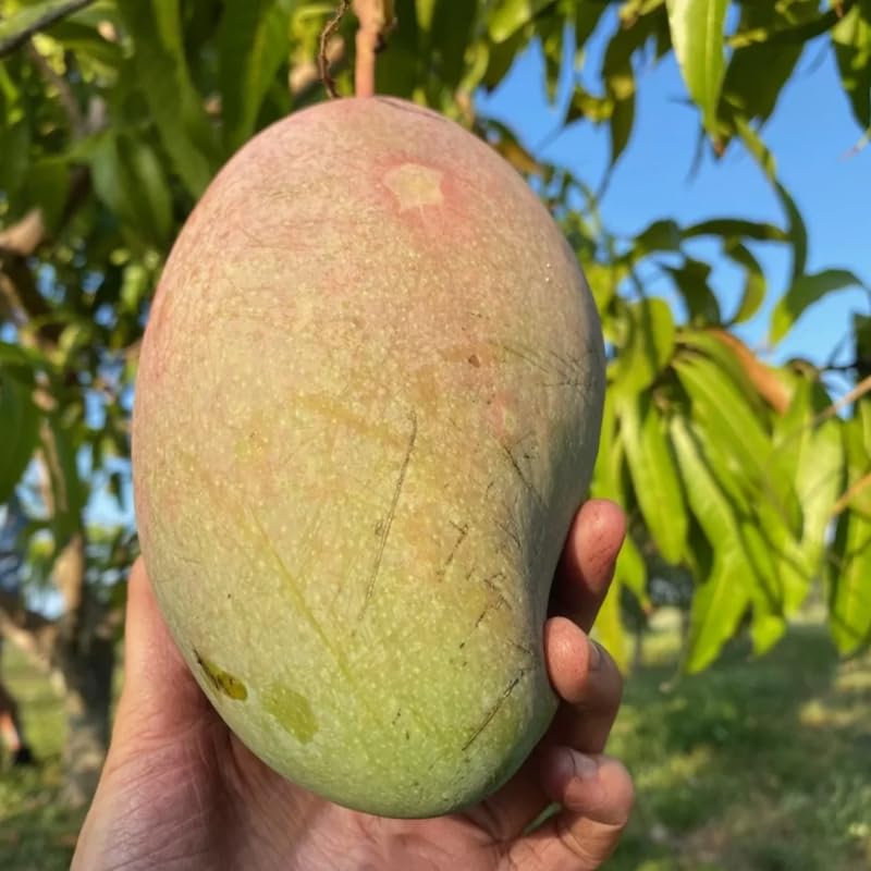 Semi Dwarf Mango Tree Live Plant Grafted, 2–3 Feet Tall in 3 Gallon Pot, Sweet Tropical Mango Fruit Tree