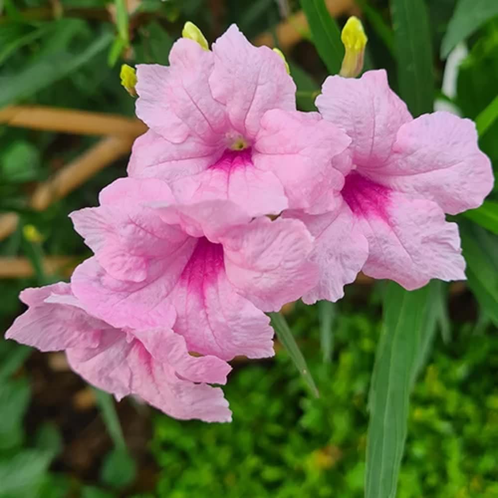 6 Mexican Petunia Live Plants, Vibrant, Low-Maintenance Perennial Flowers, 4-7 Inches, Garden or Containers Growing (Dwarf Pink)
