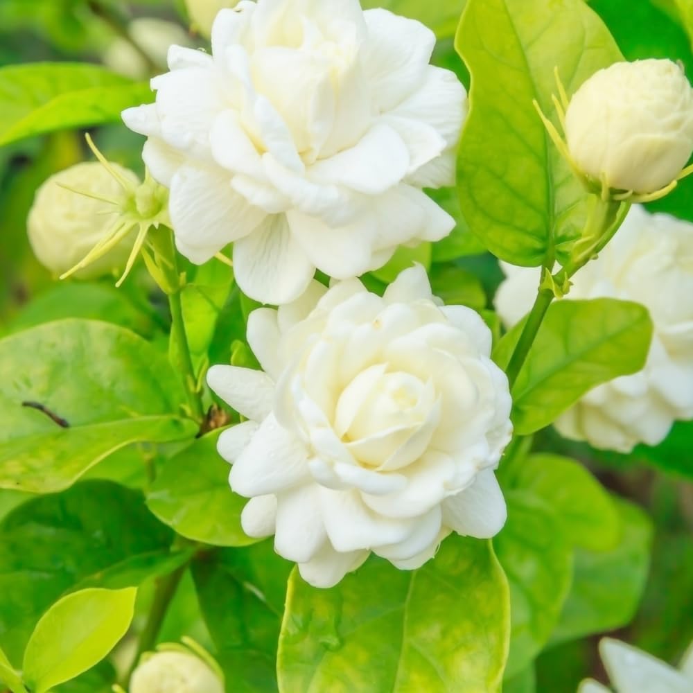 Grand Duke Jasmine Plant Live, 3 Gallon Pot, Fragrant White Jasmine Plants, 1-2 Ft Tall Perennial Flowers Bush Plant, No Ship to CA