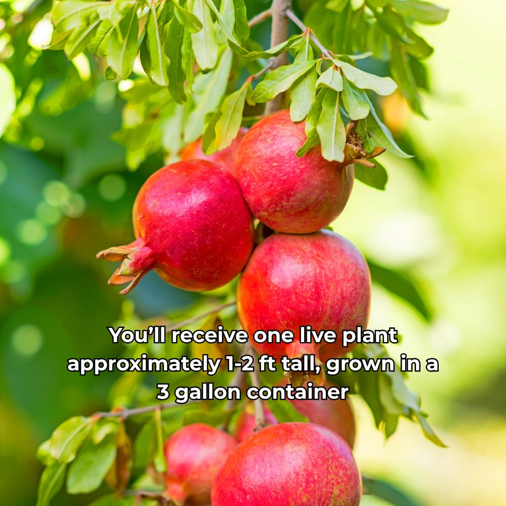Pomegranate Fruit Tree Live, Cold Hardy Sweet, 2–3 Ft Height, Well Rooted in 3 Gallon Container, Outdoor Planting Ready, No Ship to CA