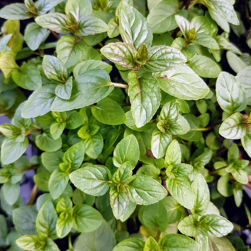 Pack 6 Chocolate Mint Plants Live, Culinary Herb Plants, 4-6 Inch Tall, No Pot, Mint Live Well-Rooted