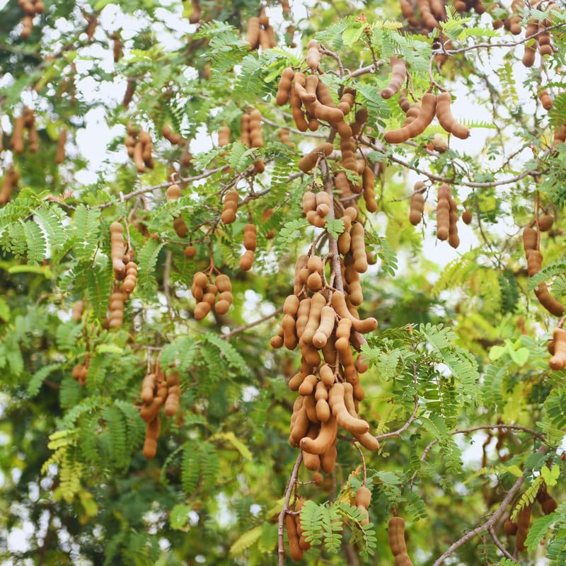 Tamarind Tree Live Plant, 2 to 3 Feet Tall, Live Tamarind Fruit Plant Live, 3 Gallon Pot
