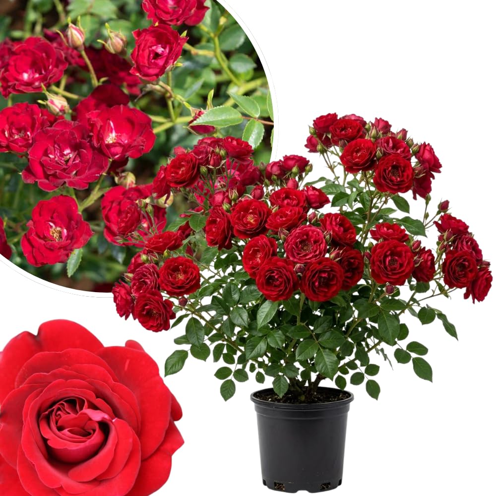 Red Rose Plant Live in 3 Gallon Pot, Compact Hardy Rose Shrub with Colorful Blooms for Patio, Container and Outdoor Planting