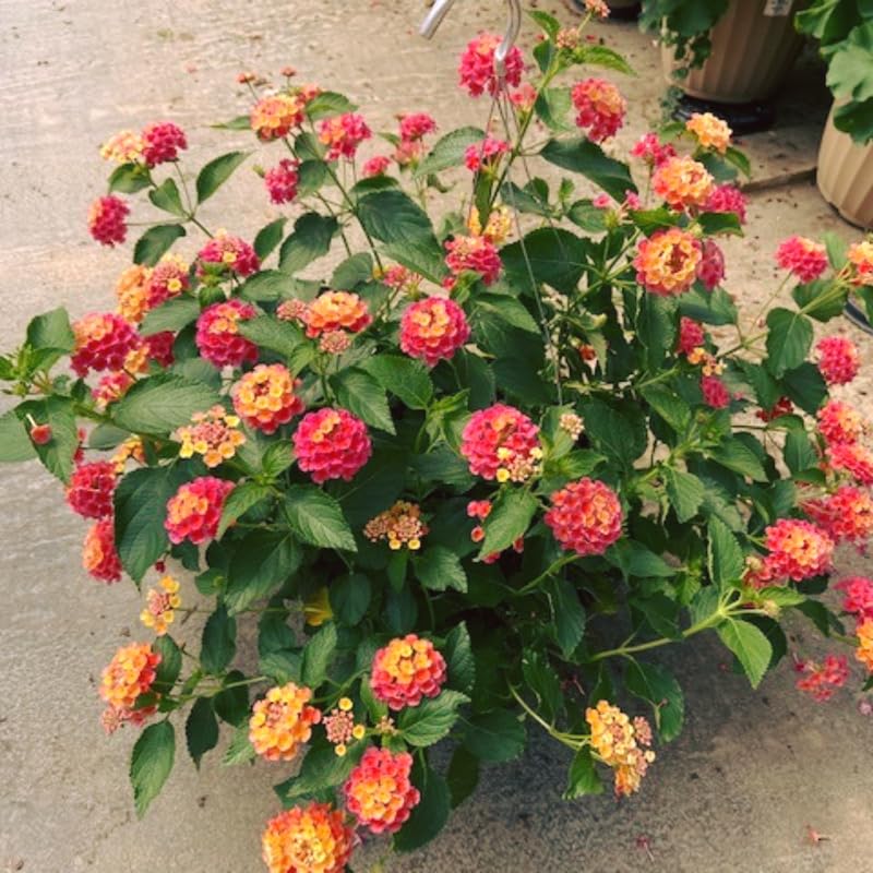 4 Lantana Plants Live, Pink Orange Yellow Lantana Live Plant from 4 Inches Tall, Hardy Annual Flower Plant Indoor Outdoor