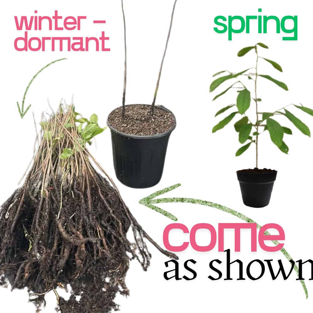 04 Pawpaw Trees Live Plants No Pot, 6-12" Paw Paw Live Plants for Spring Planting