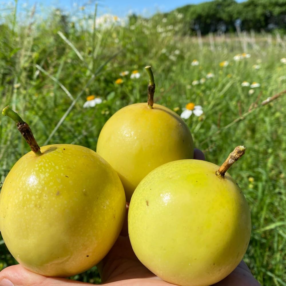 Passionfruit Plant, Passion Fruit Vine 5-8'' Tall, Hardy Fruit Tree Live for Home Gardens and Containers Planting (Yellow Passionfruit)