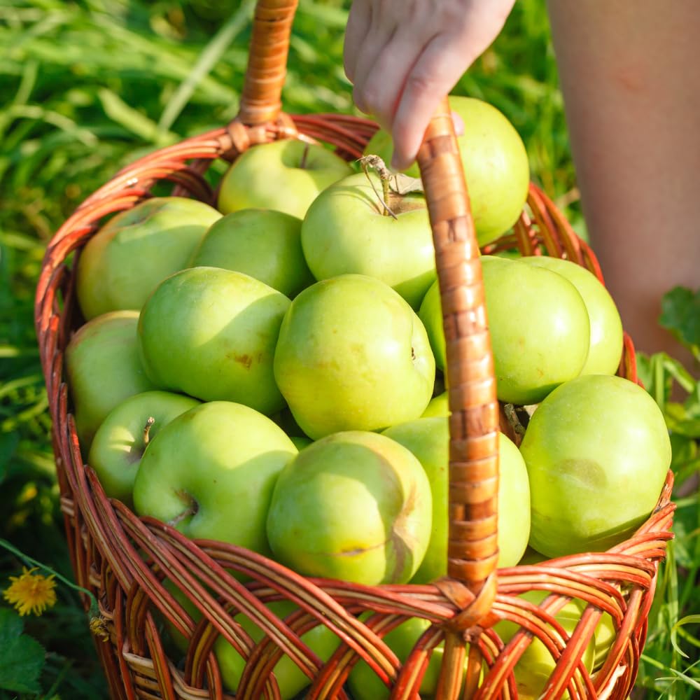 Green Yellow Apple Tree Live Plant, Edible Fruit Tree, 6-10 Inch Tall