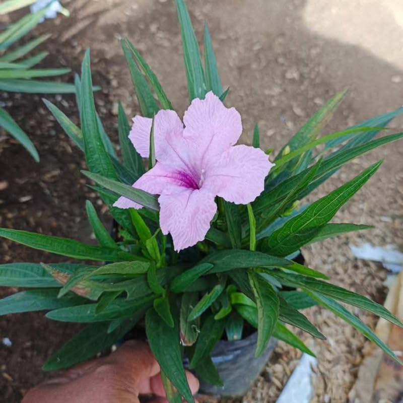 6 Dwarf Pink Mexican Petunia Plants Live, 4-7 Inches Tall, Hardy Perennial Flowers