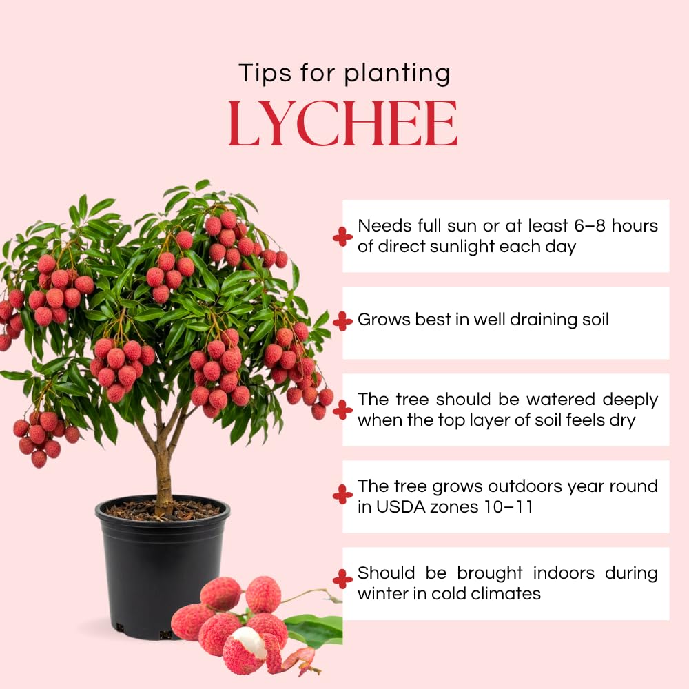 Sweetheart Lychee Tree Live Plant, Lychee Fruit Tree, 3 Gallon Pot, 3-4 Feet Tall, Hardy Litchi Plant Live for Indoor Outdoor Growing, No Ship to CA
