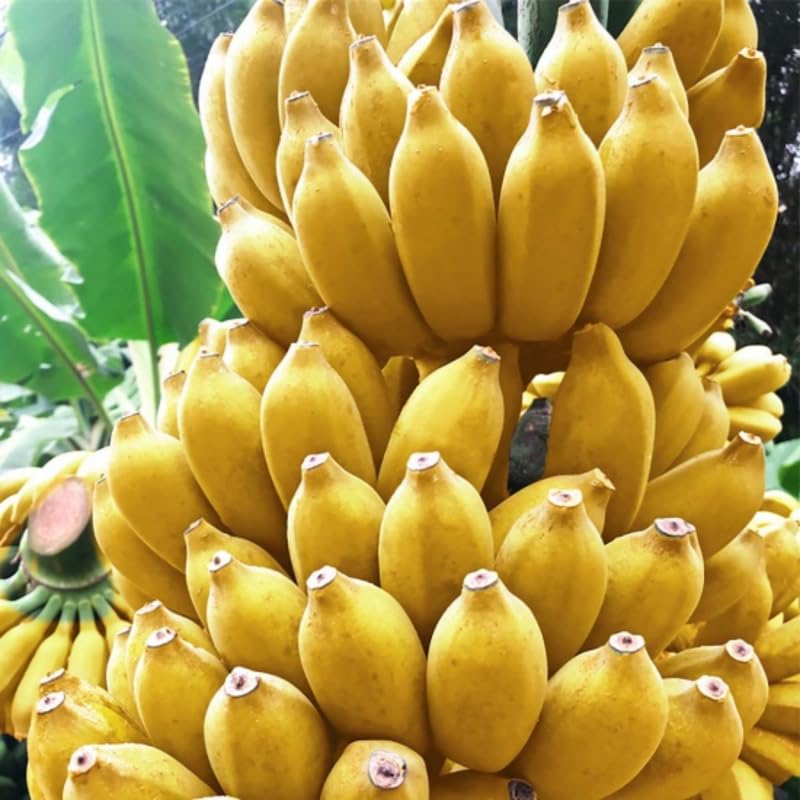 Sweet Banana Plant Live for Planting, Banana Trees Live Plants for Outdoor Indoor Planting, Cold Hardy, 4-7" in Tall, No Pot, Musa Plant