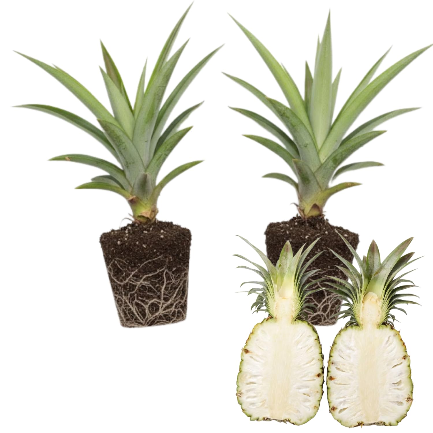 2 White Jade Pineapple Plants, Pineapple Plants Live for Planting, Sweet Pineapple Starters Plant for Home Garden and Containers