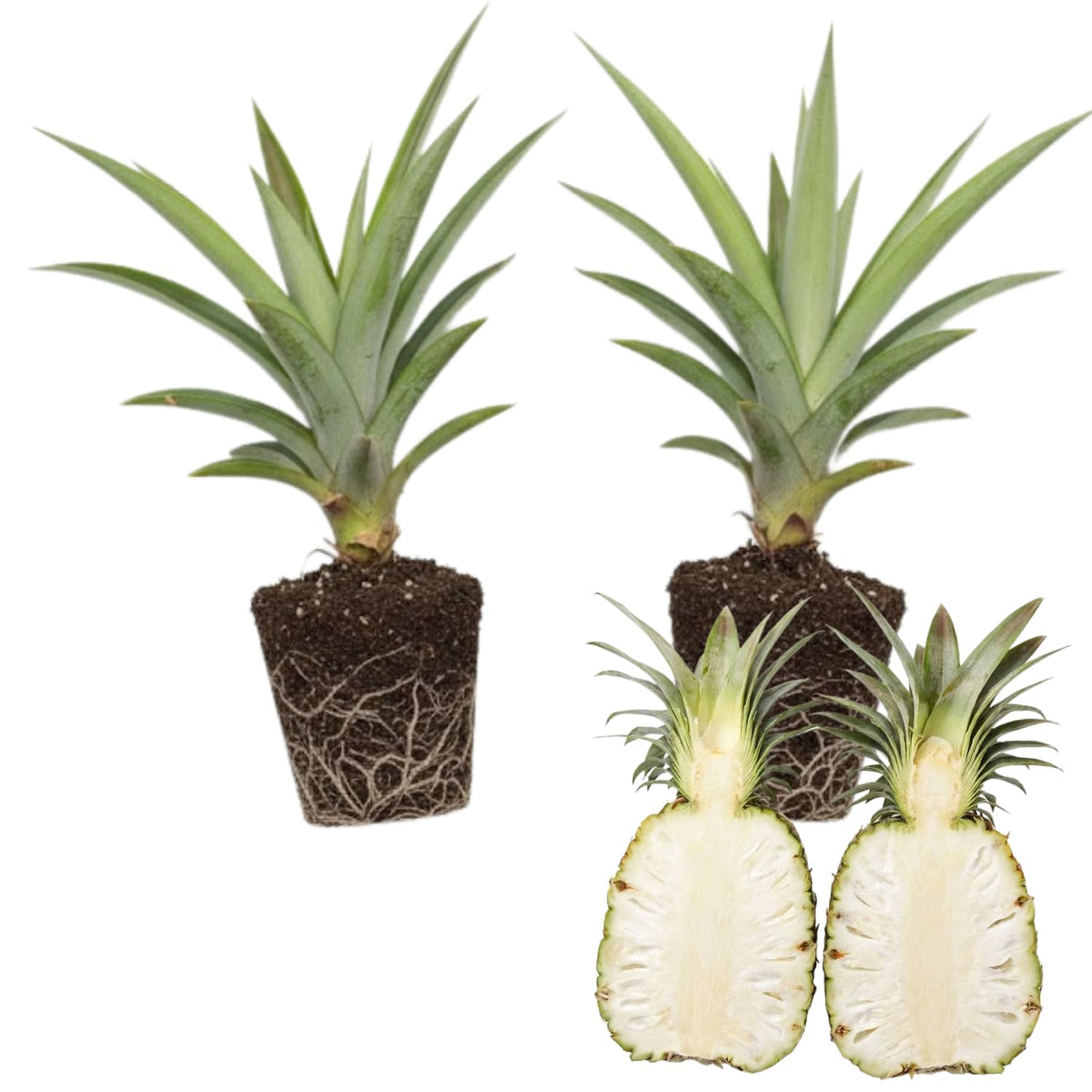 2 White Jade Pineapple Plants, Pineapple Plants Live for Planting, Sweet Pineapple Starters Plant for Home Garden and Containers
