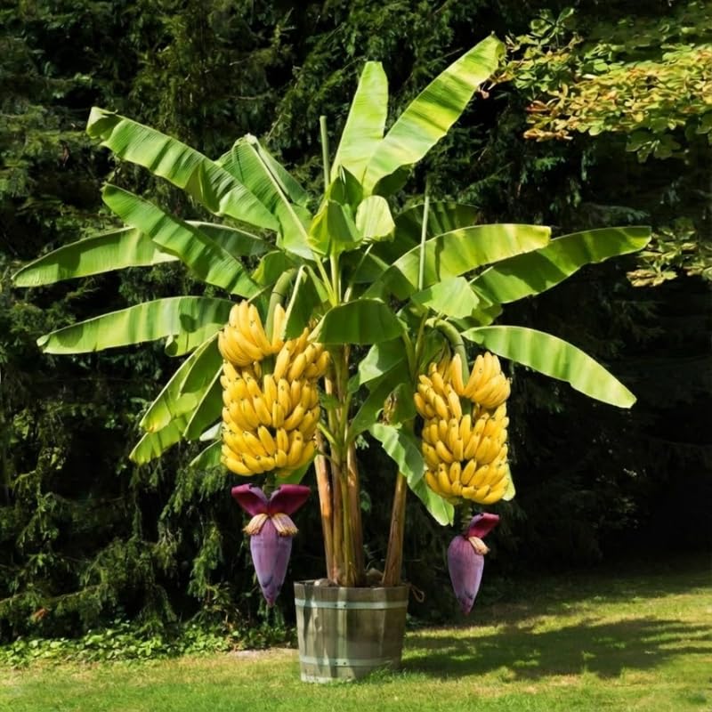 Random Banana Plant Live for Planting, Banana Trees Live Plants for Outdoor Indoor Planting, Cold Hardy, 4-7" in Tall, No Pot, Musa Plant