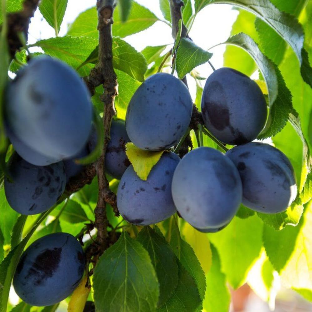Purple Plum Tree, 3-4 Ft Tall Sweet Plum Trees Live Plants, Cold Hardy Fruit Tree Plant, Bareroot, Dormant