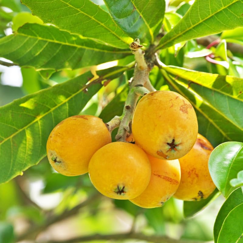 Loquat Tree Live Plant in 3 Gallon Pot, Loquat Fruit Tree for Outdoor Garden, Tropical Fruit Tree for Backyard Orchard, Patio Containers or Landscape Growing, No Ship to CA