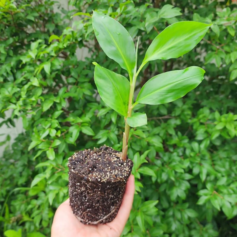 Ginger Curcuma Live Plant for Outdoor Planting, Very Hardy, Herbs Plants Perennial for Zones 8 to 11, Size 5-9" in Tall, No Pot, Shampoo Ginger Red Color