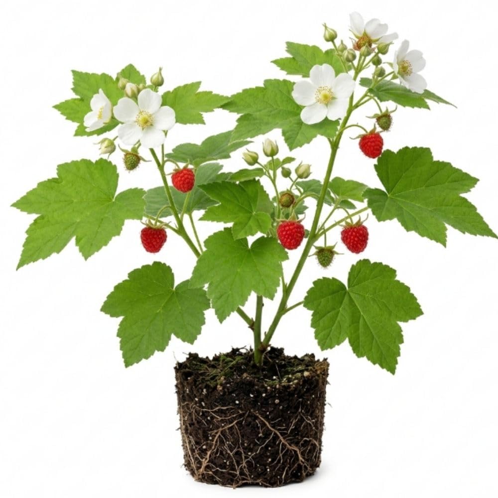 Thimbleberry Live Plant, 4-8 Inch Tall Red Sweet Berry Bush