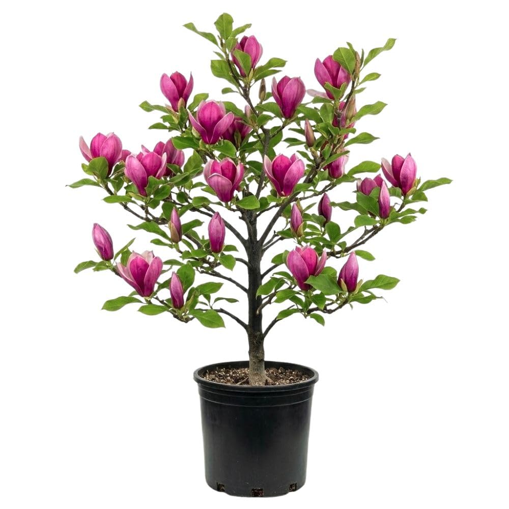 Jane Magnolia Live Plant 2-3 Feet Tall in 3 Gallon Pot, Pink Flowering Magnolia Tree for Outdoor Garden, No Ship to CA