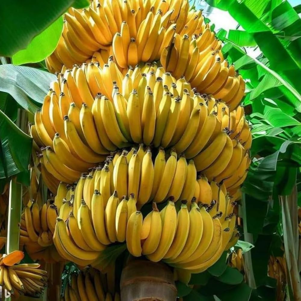 2 Banana Plants Live, Banana Fruit Tree Starter, Indoor Outdoor Planting, 4-6 Inches Tall