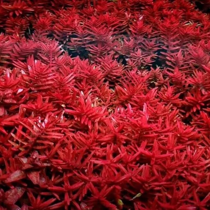 H'ra Red Rotala Rrotundifolia Aquarium Plants Live, 1 Bundle Rotala Aquatic Plants, No Root, 5 to 7 Stems, Live Aquarium Plants, Freshwater Aquarium for Planting