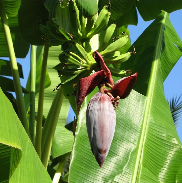 Grand Nain Banana Tree Live Plant, Well Rooted 4-8" Tall, Cold Hardy Tropical Banana Plant Live Well Rooted, Live Banana Fruit