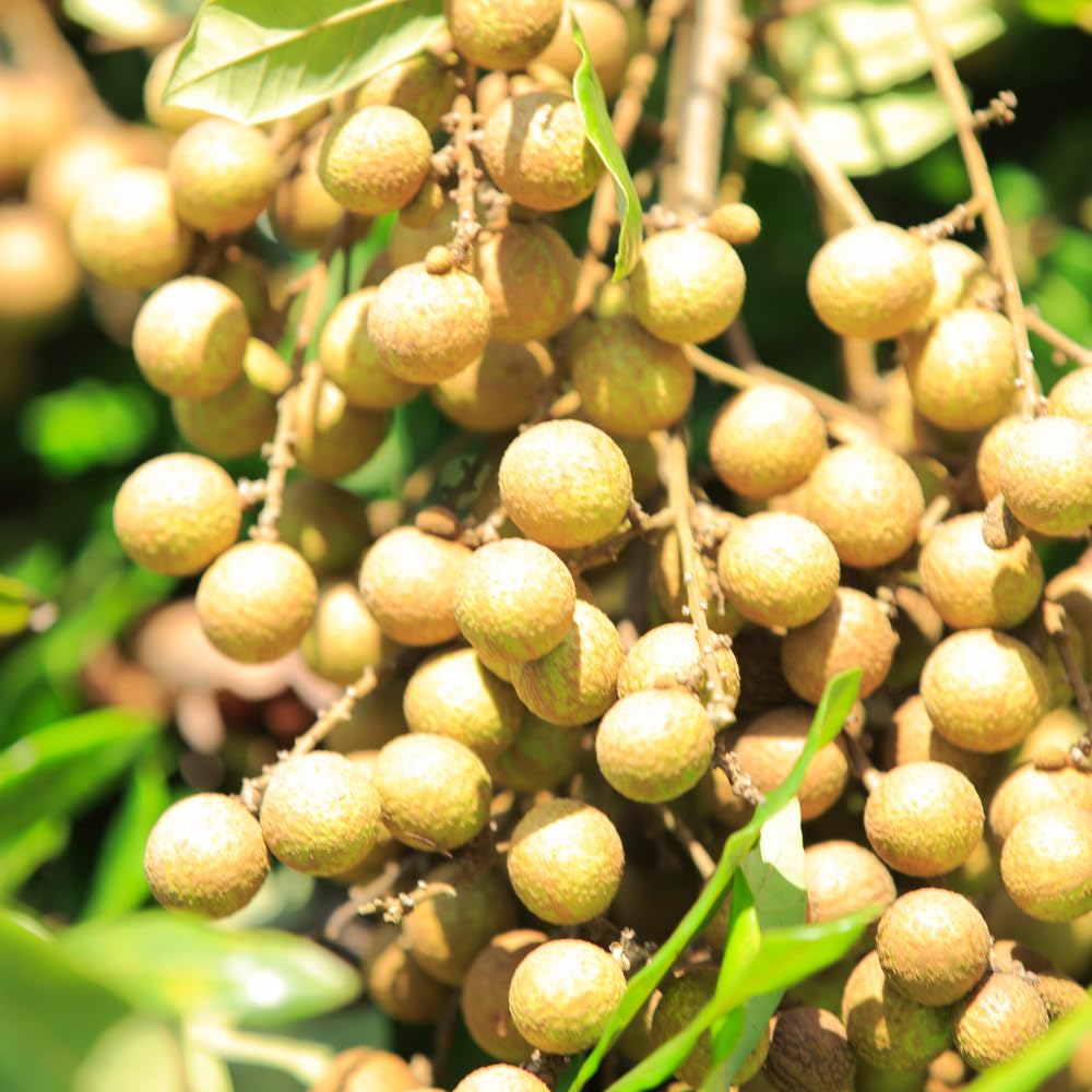 Longan Plant Live for Planting, 5-9 Inch Tall, Sweet Longan Fruit Tree, No Pot