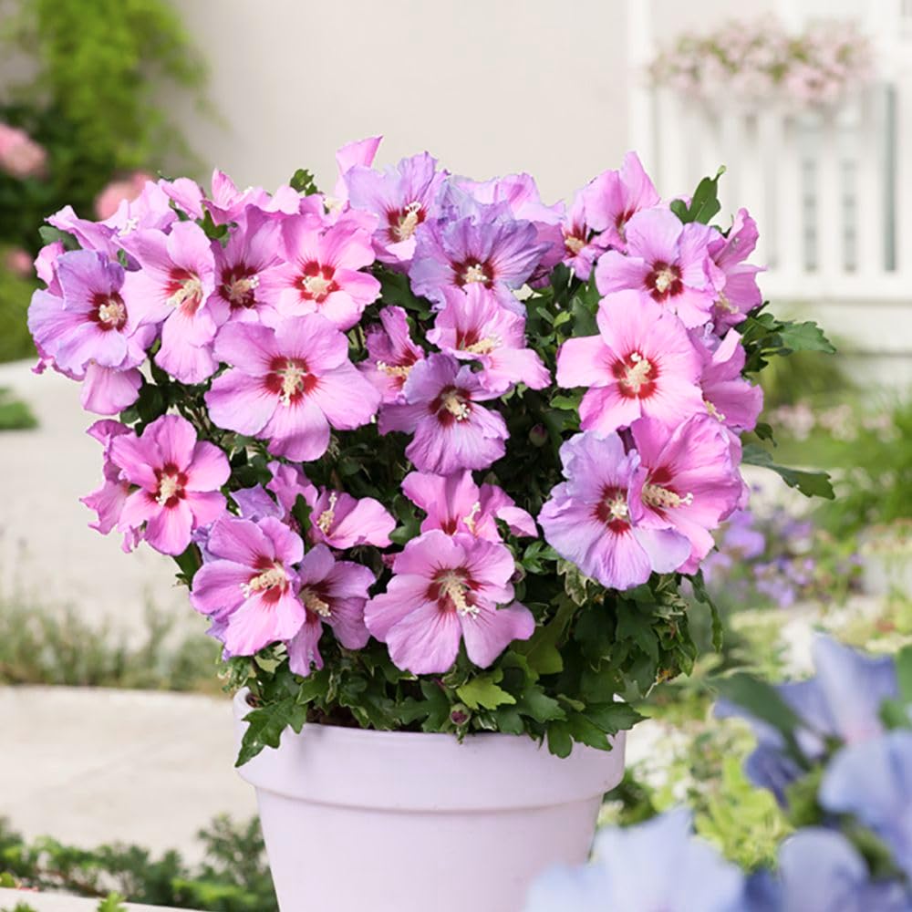 Pink Althea Rose of Sharon Plants Live Trees Seedlings, Quart Pot 6-12", Winter Hardy, Flowering Shrubs for Outdoor Planting, Multicolor on One Plant