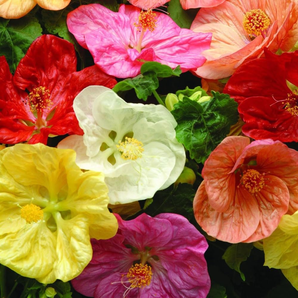 2 Mix Abutilon Plants Live, Trailing Abutilon Vine Hanging Lantern Flowers, 5-9 Inch Tall Indoor Outdoor