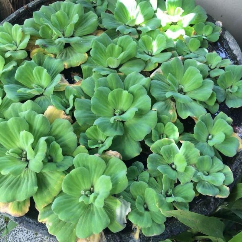 Water Lettuce Live Plant - Large Floating Water Lettuce Plant