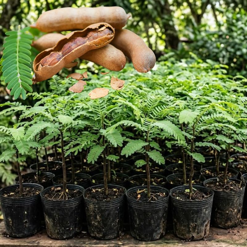 Sour Tamarind Plant Live in 3 Gallon Pot, Tamarind Tree Live Plants from 2-3 Feet Tall, Long Fruit for Outdoor Gardening, No Ship to CA