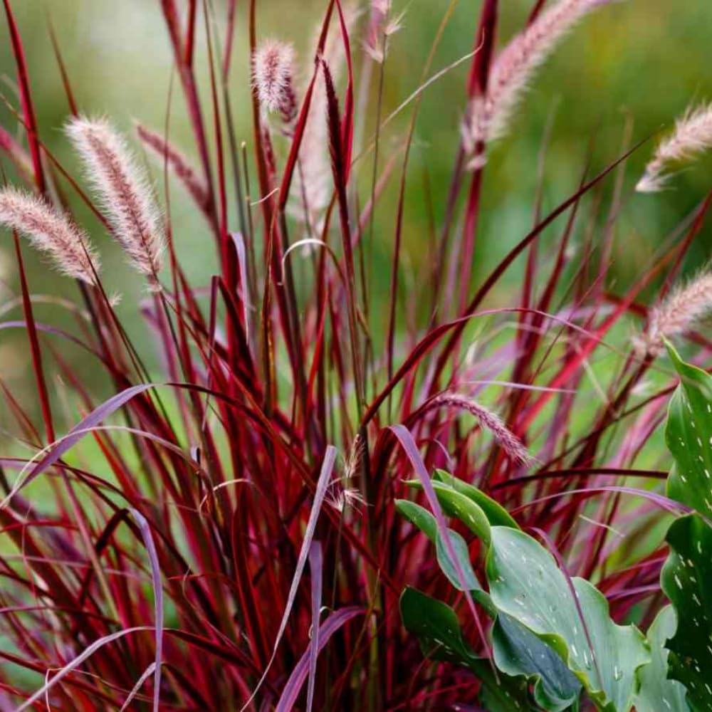 Set 2 Red Fountain Grass Plants Live, Well Rooted 4-6 Inches, Hardy Ornamental Grass for Garden or Containers