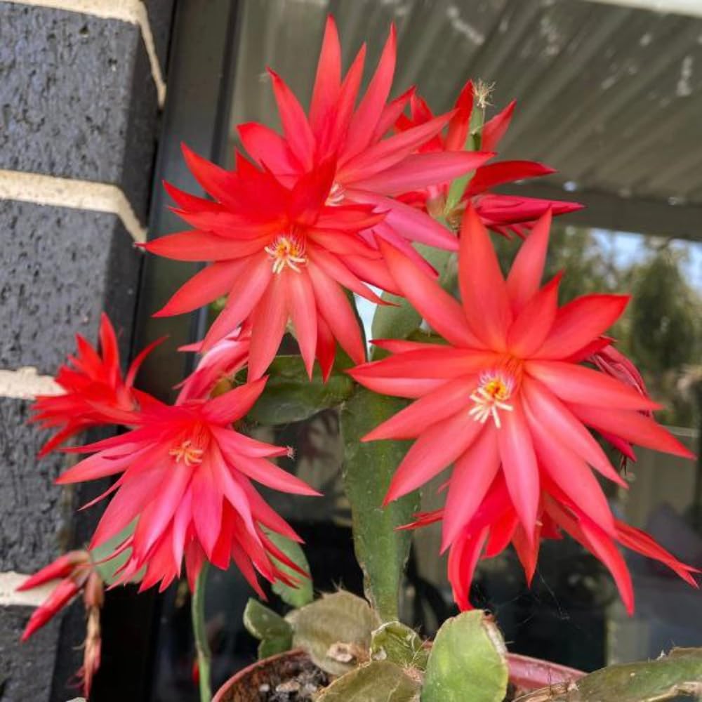 Red Easter Cactus Live Plants, Spring Cactus 4-6 Inch, Houseplant Indoor Planting