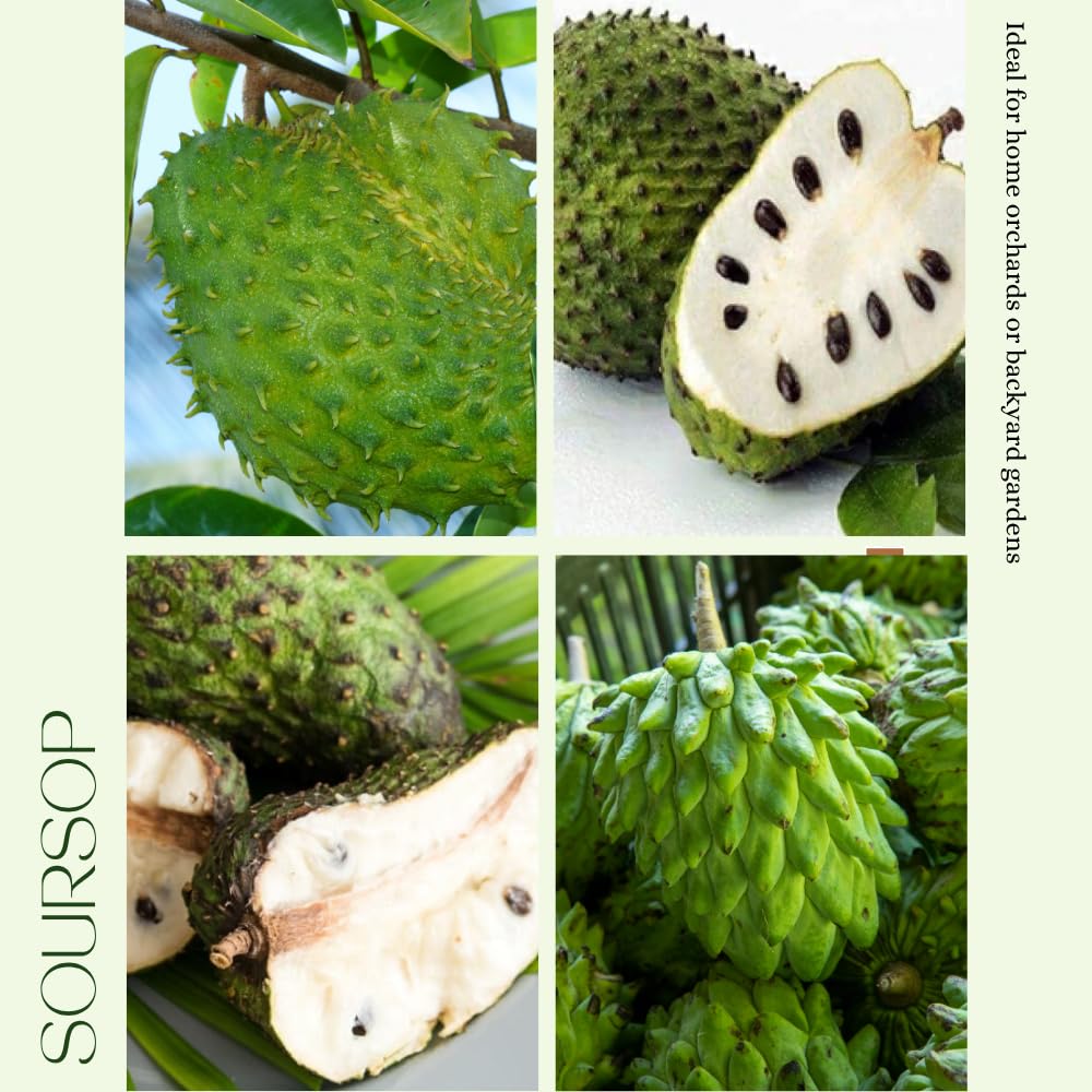 Soursop Plant Live, Guanabana Giant Soursop Tree Live Plant, 3 Feet Tall, Soft Pulp, Annona Guanabana Plant for Zones 10-11, No Ship to CA