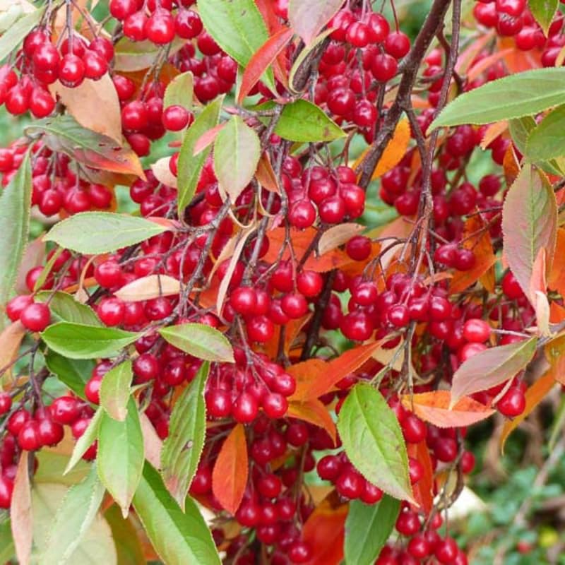 Red Chokeberry Plant, 6-12 Inch Tall, 2.5 Inch Pot Aronia Berry Plant Shrub for Planting, Dormant in Winter