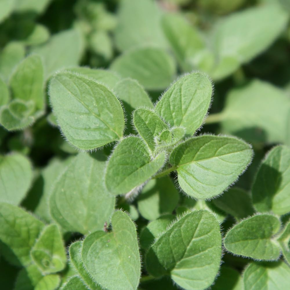 Pack 2 Oregano Plants, Oregano Plant Well Rooted, Herb for Growing 3-5 Inch Tall