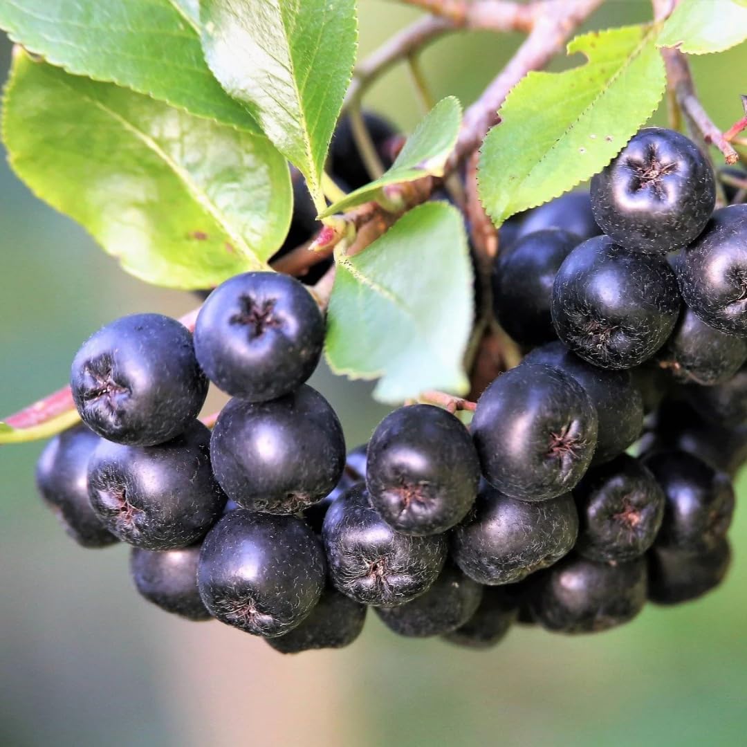 1-2 Ft Black Aronia Chokeberry Plant, Edible Berry Plant Shrub for Planting, Dormant in Winter, 1 Year Old Plants