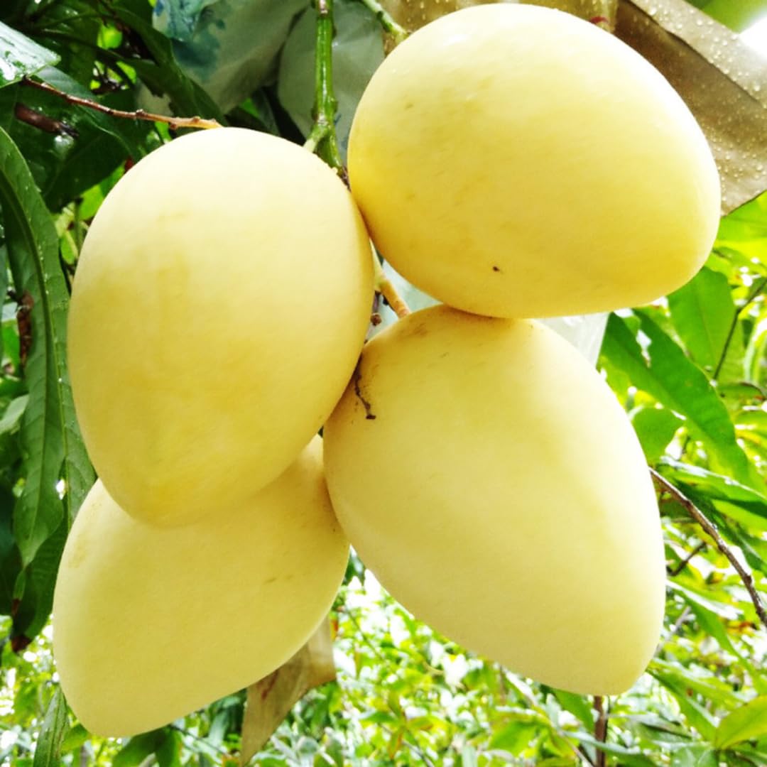 Mango Tree Live Plant, Sweet Mango Plant, Tropical Fruit Tree in 3 Gallon Pot for Outdoor Planting (Tart Sweet Mango)