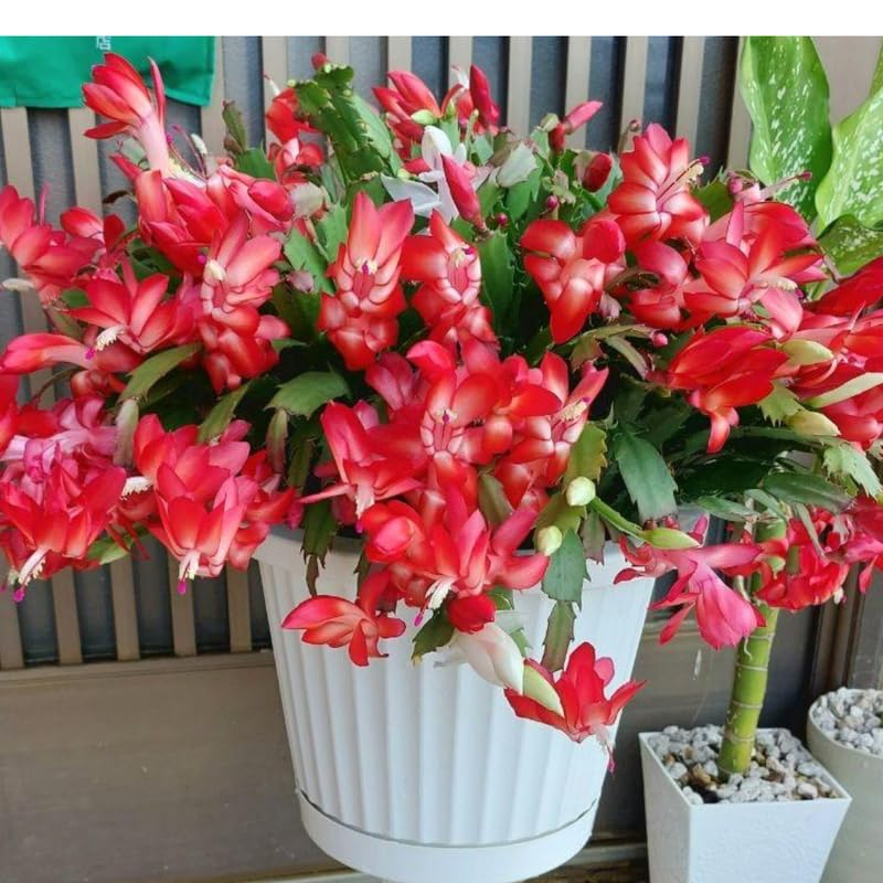2 Red Christmas Cactus Plants Live, True Thanksgiving Cactus Live Size 6-9" Inches Tall, Ready to Blooms, Holiday Houseplant, Cold Hardy, Bloom in Winter