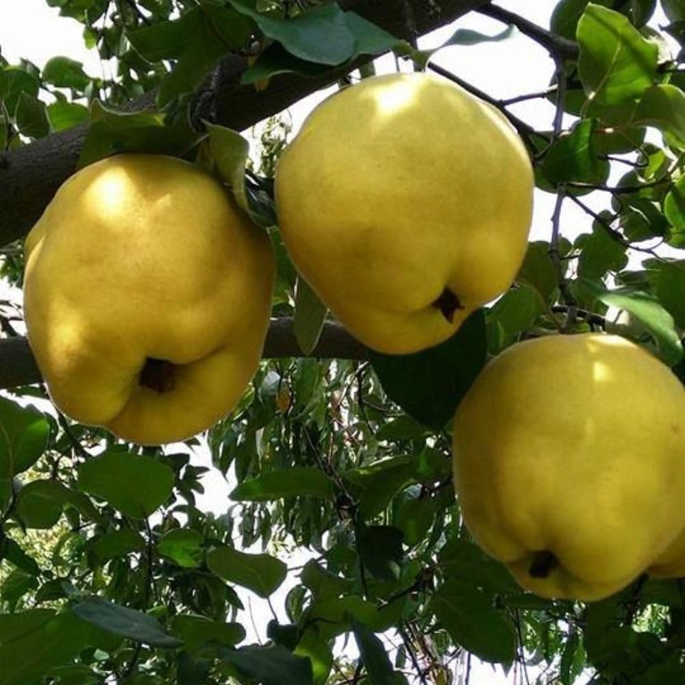 Live Quince Tree Plant 2-3 Ft Tall, Hardy Deciduous Fruit Tree, Edible Yellow Quince Fruit Tree for Outdoor Garden Landscape